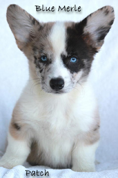 Blue merle corgi outlet for sale